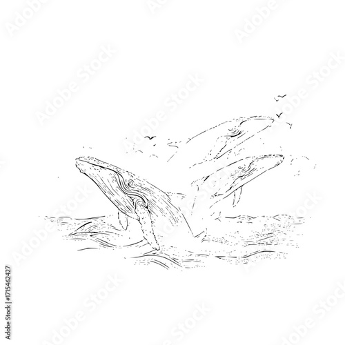 Two whales breaching the ocean surface with birds flying around them in a black and white sketch style