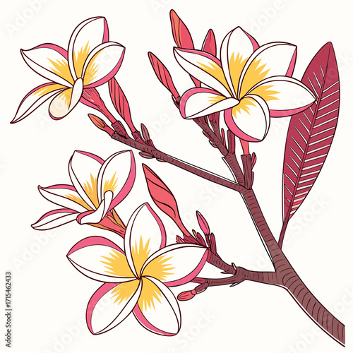 frangipani plumeria hawaiian foam on white background 