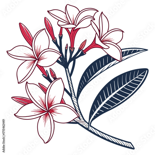 frangipani flower with leaves 