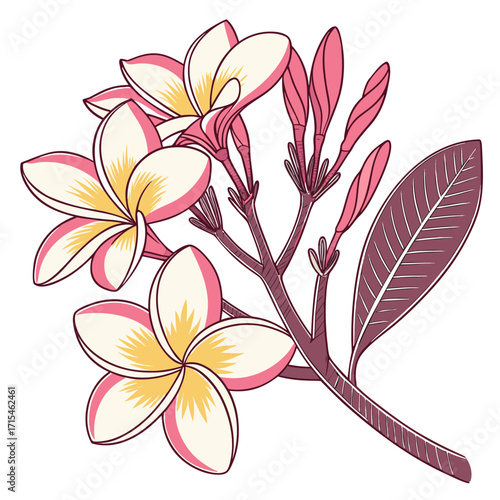 frangipani flower on white background 