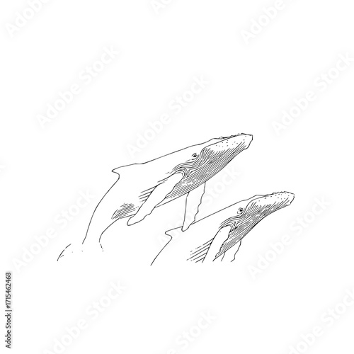Two humpback whales breaching the surface in a monochrome line drawing on a white background view from below