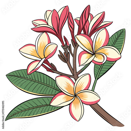 frangipani flower on white background 
