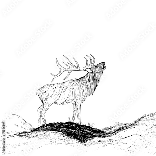 Illustration of a majestic elk with large antlers bugling on a grassy hill in black and white style