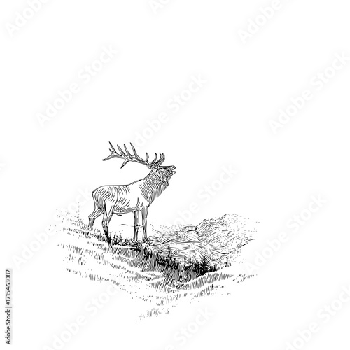 Illustration of a majestic elk bugling on a grassy hill in a detailed black and white drawing style