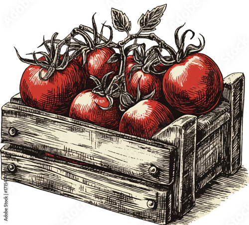 Harvest Bounty: A wooden crate overflowing with ripe, juicy tomatoes. Detailed ink drawing with vibrant colors, celebrating freshness and the bounty of the harvest.