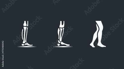 Human Leg Bone Structure Variations.