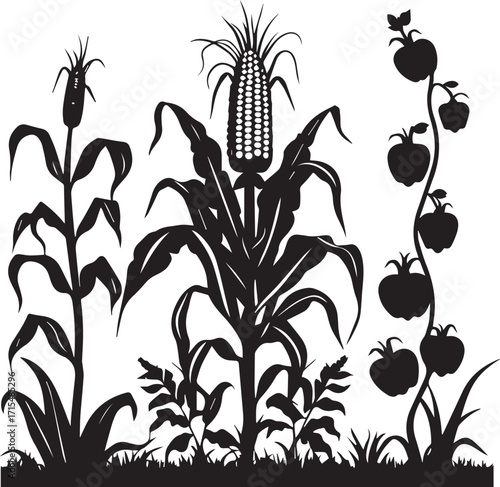 Healthy corn growing vegetable crop thriving naturally in green farmlands