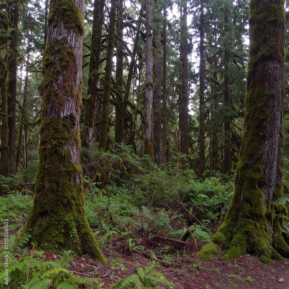 Obraz premium Lush forest floor