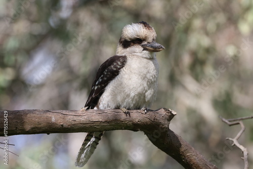 Laughing kookaburra perching on branch, Victoria, Australia