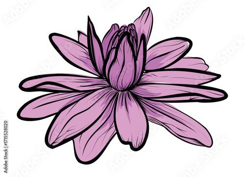Pink lotus flower hand drawn vector illustration