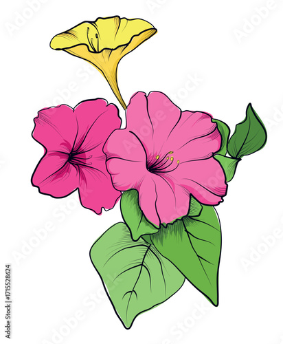 Mirabilis bouquet of pink and yellow flowers hand drawn vector illustration
