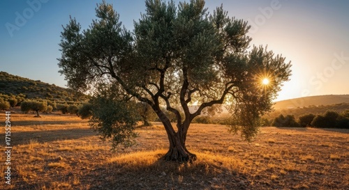 Silhouetted olive tree at golden sunset over a dry field