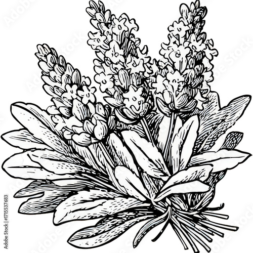 Detailed Black And White Floral Illustration with Leaves and Stems
