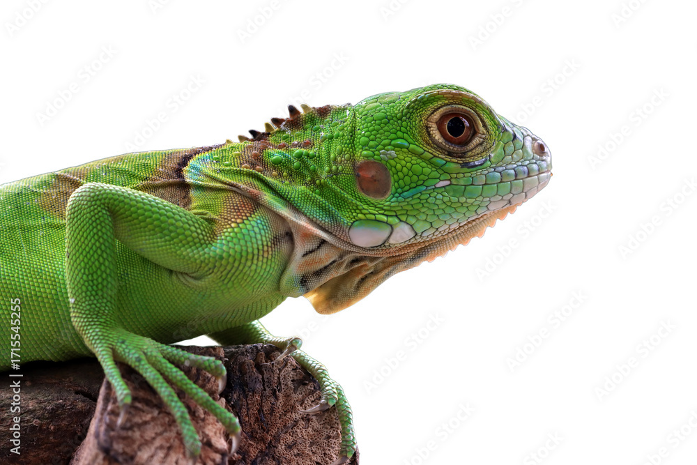 Obraz premium Green iguana side view on wood, Green iguana closeup on isolated background