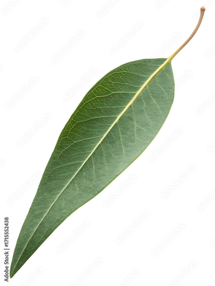 Obraz premium Leaf is shown on a white background