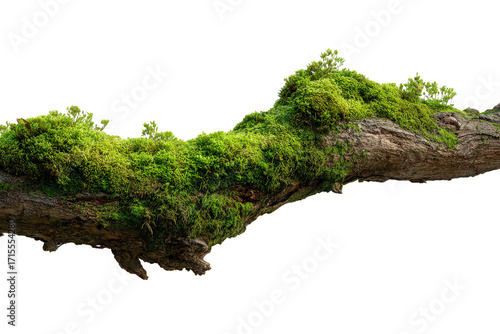 Green moss covering a weathered tree branch.