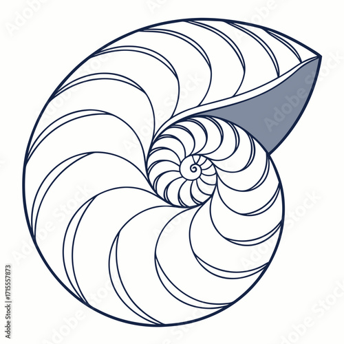 Abstract nautilus shell cross section with fibonacci spiral pattern and subtle blue shading on white background