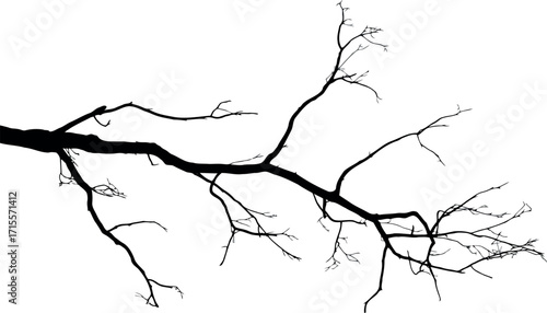 Isolated tree branch silhouette minimalist design vector