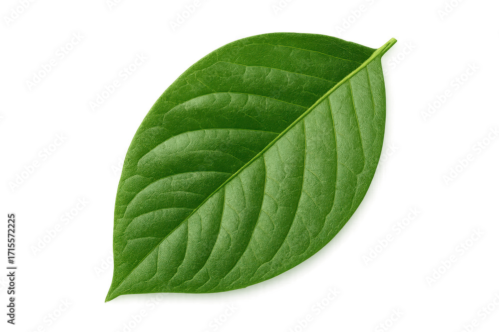 Fototapeta premium Green plant leaf isolated on transparent background