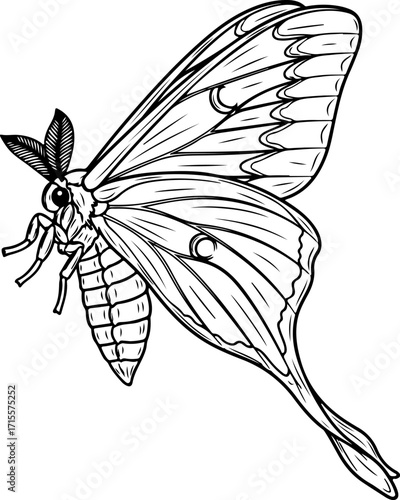 Vector art of luna moth illustration