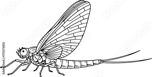 Vector art of line drawing of a mayfly