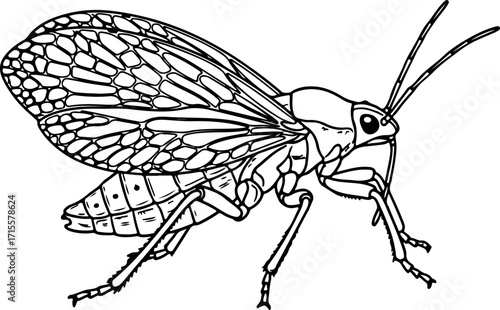 Vector art of line drawing of a grasshopper with wings