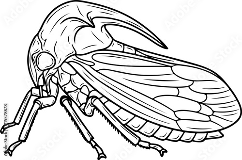 Vector art of line art illustration of a planthopper