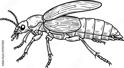 Vector art of line drawing of a beetle with wings