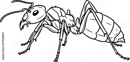 Vector art of line art drawing of an ant