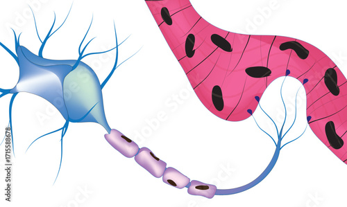 Scientific illustration of neuron cell connected to muscle tissue - untitled vector for all kind of scientific and medical project 