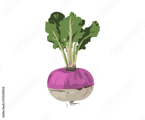 Fresh purple-topped fodder turnips with roots and crisp green leaves. Flat vector illustration.