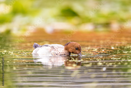 Photos Australian Wood Duck (Chenonetta jubata)