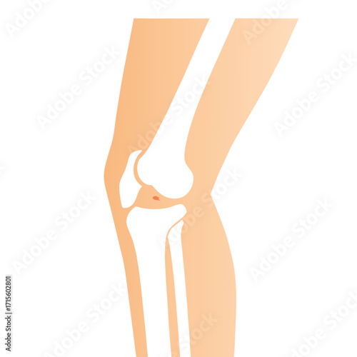 Anatomical illustration of a human knee joint with bone structure detail