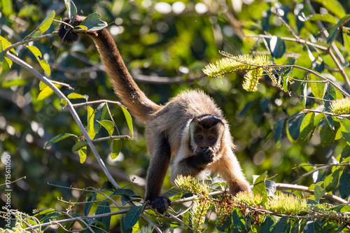 Black-striped capuchin (Sapajus libidinosus), known as the bearded capuchin, New World monkey in the family Cebidae. Pocone, South Pantanal Mato Grosso, Brazil. Brazilian wildlife and wilderness.