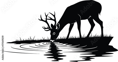 Silhouette of a Deer Drinking Water with Reflection, Wildlife Scene