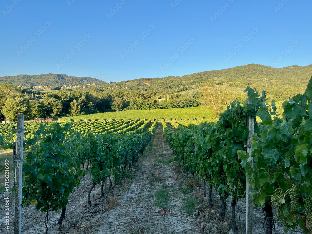 Fototapeta premium Grape plantations in Tuscany. Near towns Cetona and Piazze. View of the Tuscan mountains. Blue sky