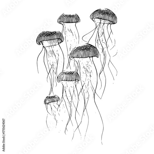 A detailed monochrome drawing of a group of jellyfish with long tentacles floating in the water column
