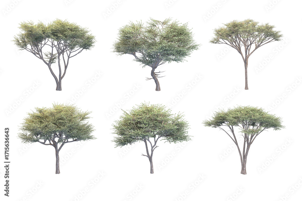Fototapeta premium Six trees with leafy green foliage on a white background.