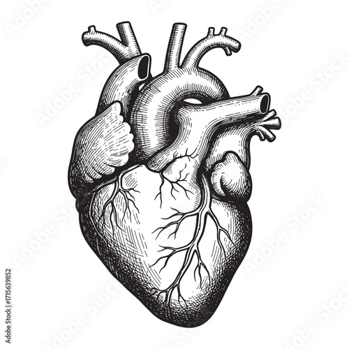 human heart engraving woodcut sketch vector illustration