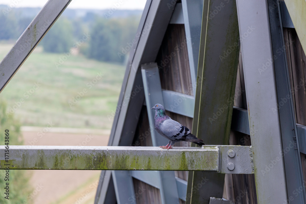 Obraz premium Pigeon on a metal bridge
