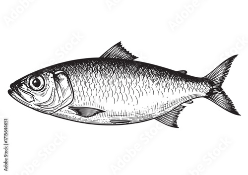 Sardine fish engraving woodcut sketch vector illustration