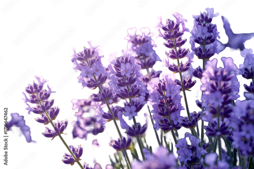 Obraz premium lavender flowers on white background