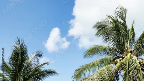 Coconut trees swaying in the breeze against the bright blue sky