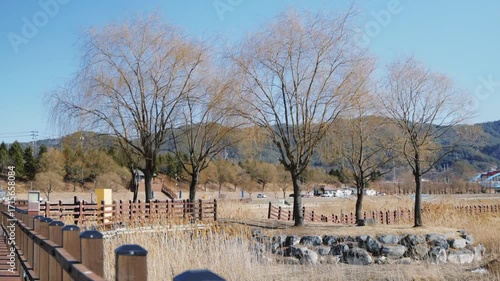 겨울 한반도 섬의 풍경, 갈대가 춤추는 한반도 섬, 갈대의 춤, 겨울풍경, 겨울 공원을 산책하는 사람