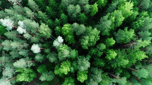 Aerial View of Lush Green Forest Canopy Illuminated by Soft Natural Light