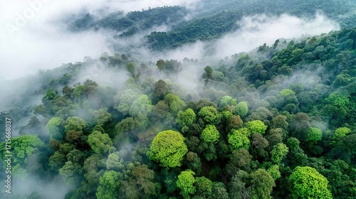 Aerial View of Lush Green Forest Blanketed in Mystical Fog at Dawn
