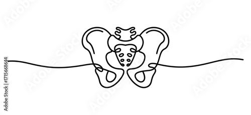Abstract single line drawing of human pelvic bones anatomy medical illustration style vector