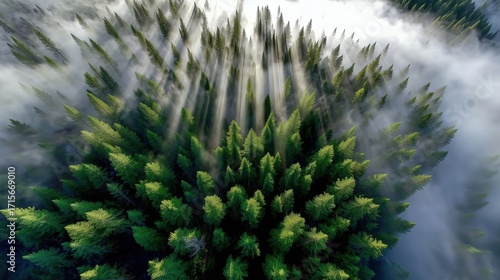 Aerial View of Lush Green Forest with Mist and Sunlight Streaming Through the Trees