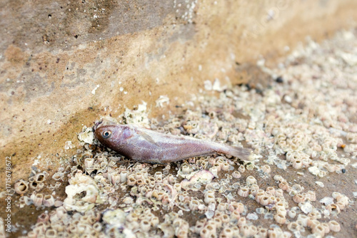 Dead fish