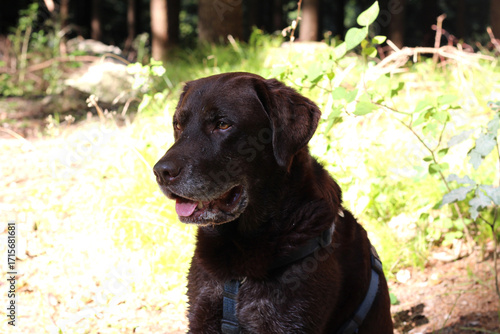 Brown labrador retriever sits calmly in a sunlit forest clearing surrounded by greenery on a pleasant day